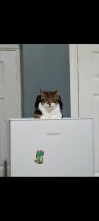 Lost Male Cat last seen Rennie st, County Durham, England DL17 8NG