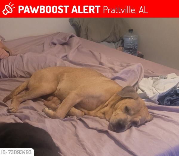 Lost Male Dog last seen Near mimosa rd, prattville, Prattville, AL 36067