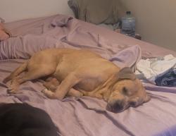 Lost Male Dog last seen Near mimosa rd, prattville, Prattville, AL 36067