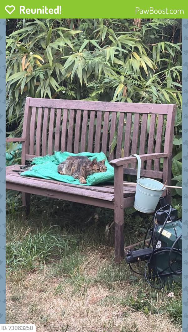 Reunited Male Cat last seen Youngs Road, Newbury Park, Greater London, England IG2 7LF