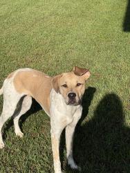 Reunited Male Dog last seen 128th and 60th, Fennville, MI 49408