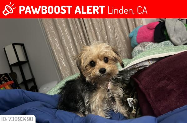 Lost Female Dog last seen N Cox Rd and Baker St Orchards, Linden, CA 95236