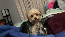 Lost Female Dog last seen N Cox Rd and Baker St Orchards, Linden, CA 95236