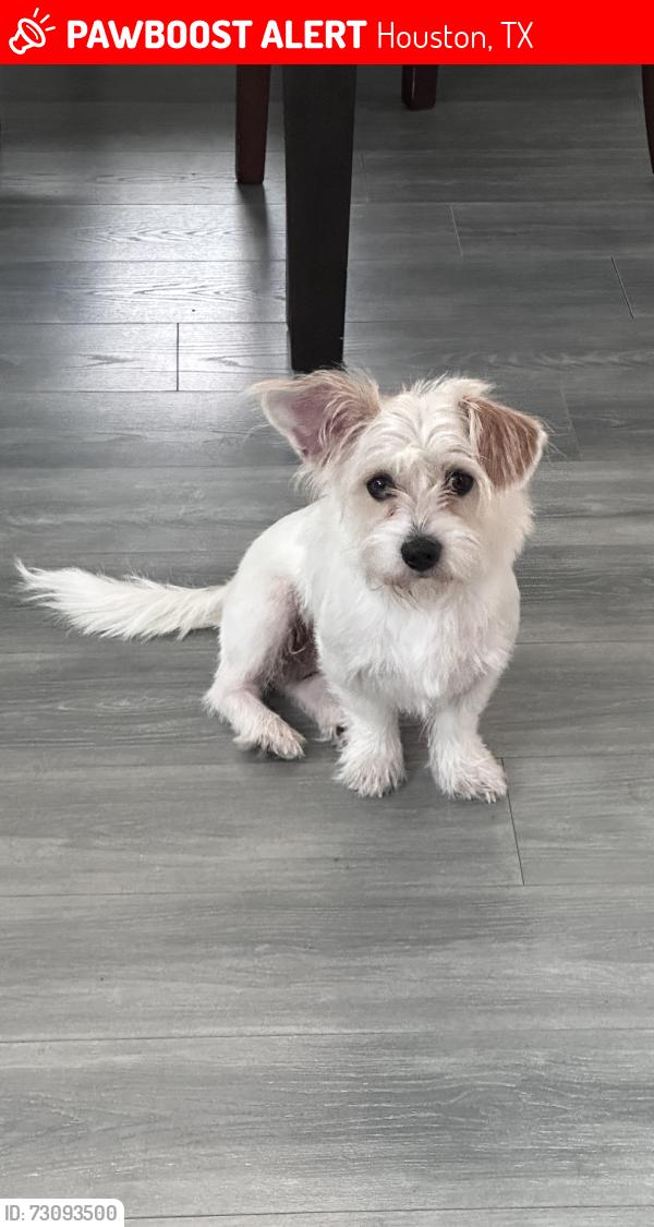 Lost Male Dog last seen Walker/75th, Houston, TX 77011