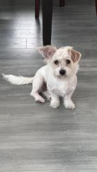 Lost Male Dog last seen Walker/75th, Houston, TX 77011