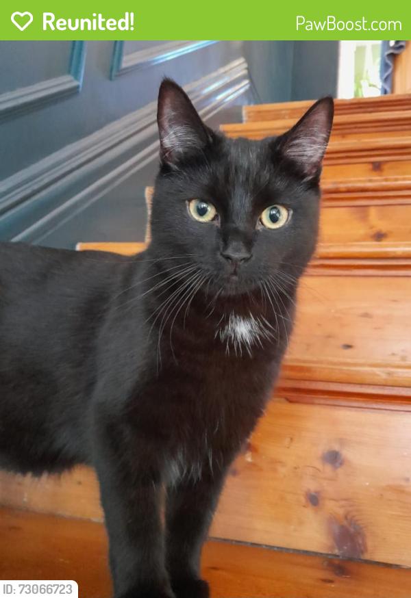 Reunited Male Cat last seen Penylan Road, Pen-y-lan, Wales CF23 5DG