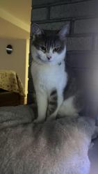 Lost Female Cat last seen Boulevard lévesque o, Laval, QC H7W 2T3