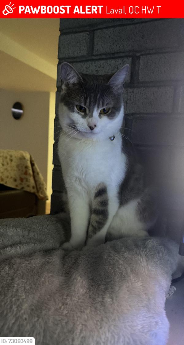 Lost Female Cat last seen Boulevard lévesque o, Laval, QC H7W 2T3