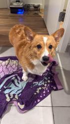 Lost Female Dog last seen 📍 Last seen: near the intersection of Braddock Rd and Southampton Dr around 8:30 PM., Springfield, VA 22151