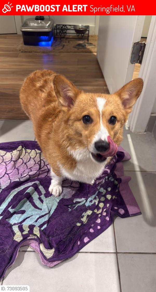 Lost Female Dog last seen 📍 Last seen: near the intersection of Braddock Rd and Southampton Dr around 8:30 PM., Springfield, VA 22151
