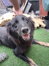Found/Stray Unknown Dog last seen So 19 th st and Cutting Blvd, Richmond, CA 94804
