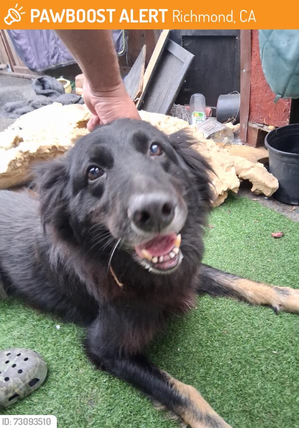 Found/Stray Unknown Dog last seen So 19 th st and Cutting Blvd, Richmond, CA 94804