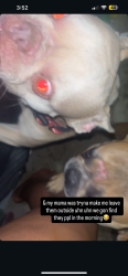 Found/Stray Unknown Dog last seen La Vega high, Waco, TX 76705