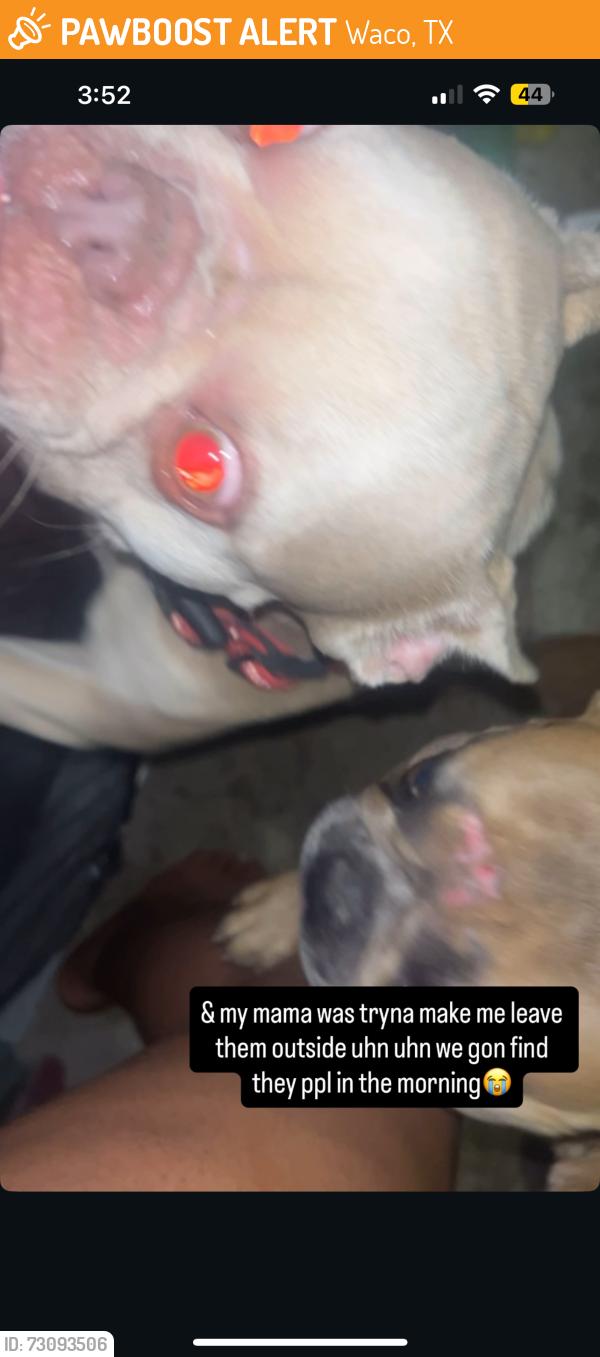 Found/Stray Unknown Dog last seen La Vega high, Waco, TX 76705