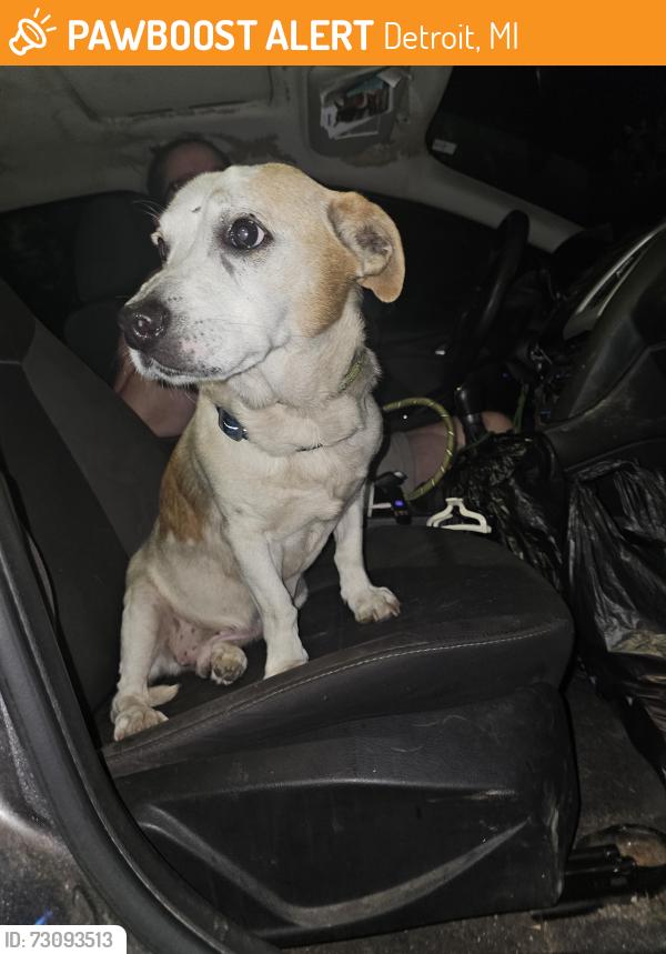 Found/Stray Male Dog last seen Penrod near southfield and joy, Detroit, MI 48228