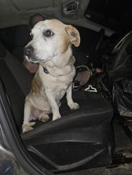 Found/Stray Male Dog last seen Penrod near southfield and joy, Detroit, MI 48228