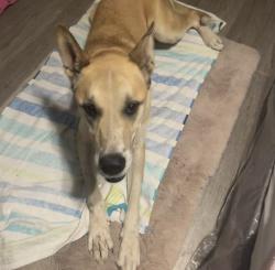 Found/Stray Male Dog last seen police station, Hesperia, CA 92344