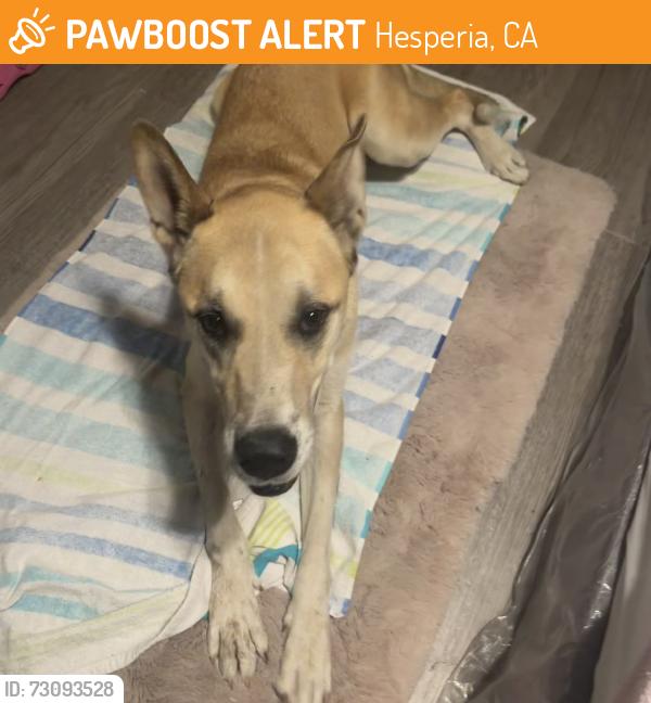 Found/Stray Male Dog last seen police station, Hesperia, CA 92344