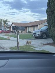 Found/Stray Unknown Dog last seen Cottonwood and Indian, Moreno Valley, CA 92551