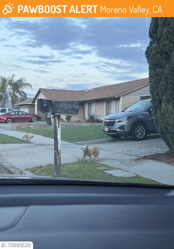 Found/Stray Unknown Dog last seen Cottonwood and Indian, Moreno Valley, CA 92551