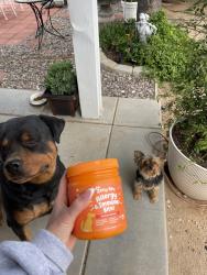 Lost Female Dog last seen Near Allthorn st Hesperia, Hesperia, CA 92345