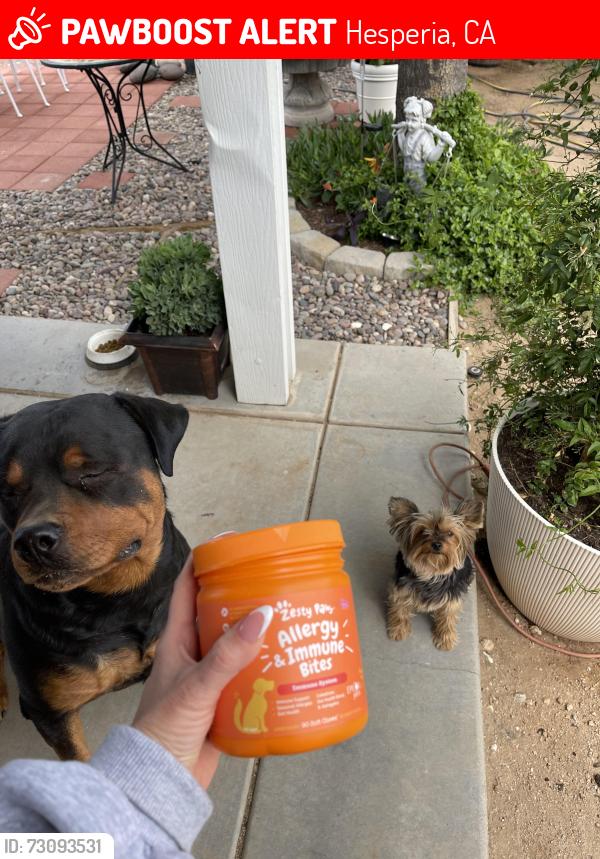 Lost Female Dog last seen Near Allthorn st Hesperia, Hesperia, CA 92345