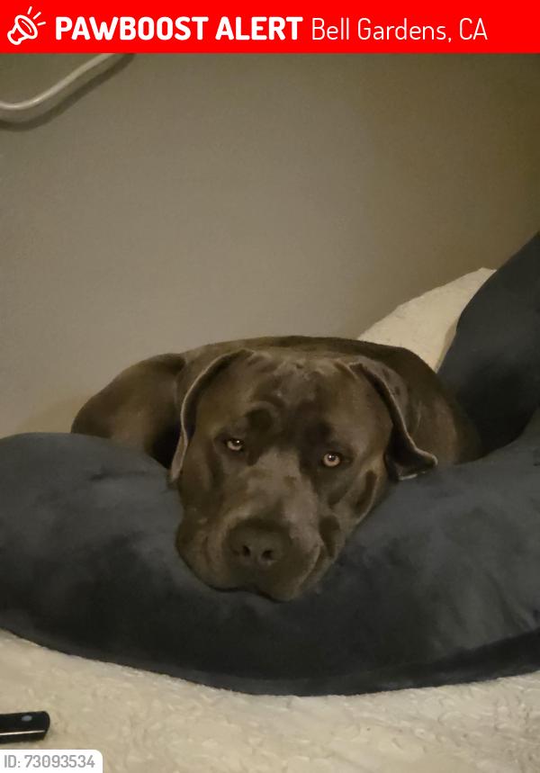 Lost Male Dog last seen Near fostoria st, Bell Gardens, CA 90201