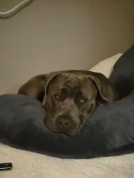 Lost Male Dog last seen Near fostoria st, Bell Gardens, CA 90201