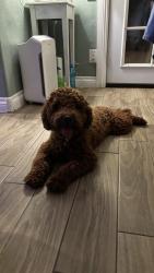 Found/Stray Female Dog last seen hibiscus, lime, Fontana, CA 92335
