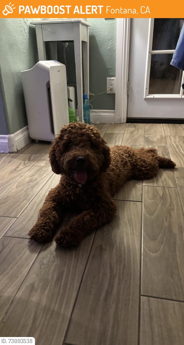 Found/Stray Female Dog last seen hibiscus, lime, Fontana, CA 92335
