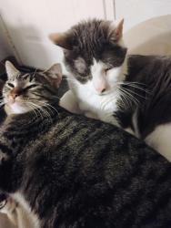 Lost Female Cat last seen WinCo on barger, Eugene, OR 97402