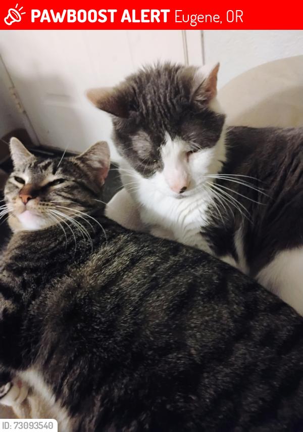 Lost Female Cat last seen WinCo on barger, Eugene, OR 97402