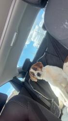 Reunited Female Dog last seen In the open area by the pond, Thornton, CO 80602