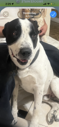 Lost Male Dog last seen Indian and Alessandro, Moreno Valley, CA 92553