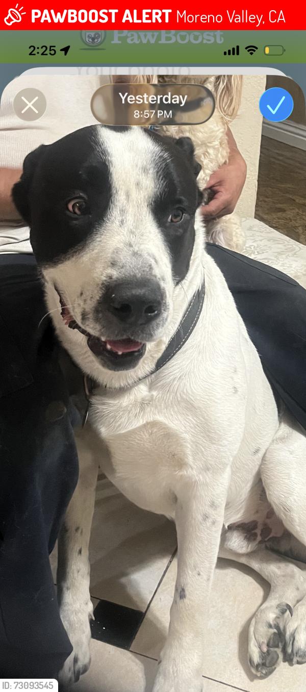 Lost Male Dog last seen Indian and Alessandro, Moreno Valley, CA 92553