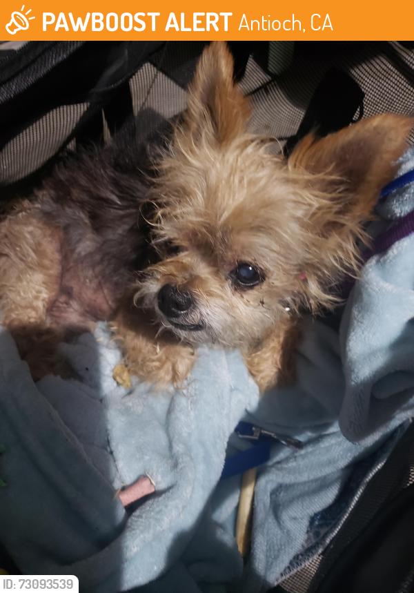 Found/Stray Male Dog last seen John muir elementary , Antioch, CA 94509