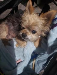 Found/Stray Male Dog last seen John muir elementary , Antioch, CA 94509