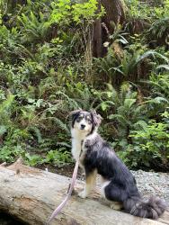 Lost Female Dog last seen E 2nd Street & S Bonnie Beach Pl, Los Angeles, CA 90063