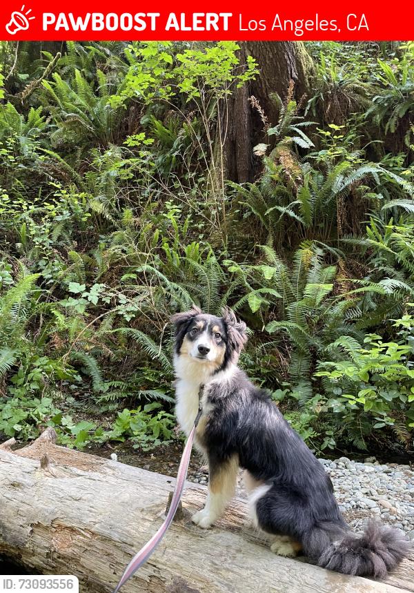 Lost Female Dog last seen E 2nd Street & S Bonnie Beach Pl, Los Angeles, CA 90063