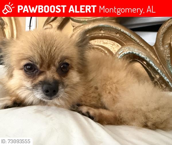 Lost Female Dog last seen Near lansdowne dr, Montgomery, AL 36111