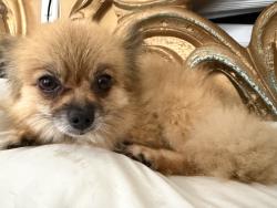 Lost Female Dog last seen Near lansdowne dr, Montgomery, AL 36111