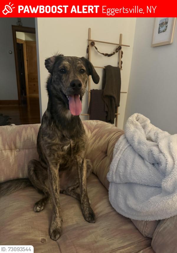 Lost Female Dog last seen Elm beach road , Eggertsville, NY 14226