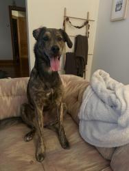 Lost Female Dog last seen Elm beach road , Eggertsville, NY 14226