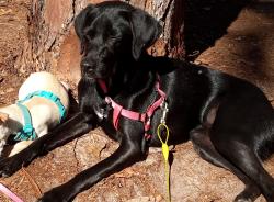 Reunited Female Dog last seen Rolling view and Cinnamon ridge drive, Homosassa Springs, FL 34461
