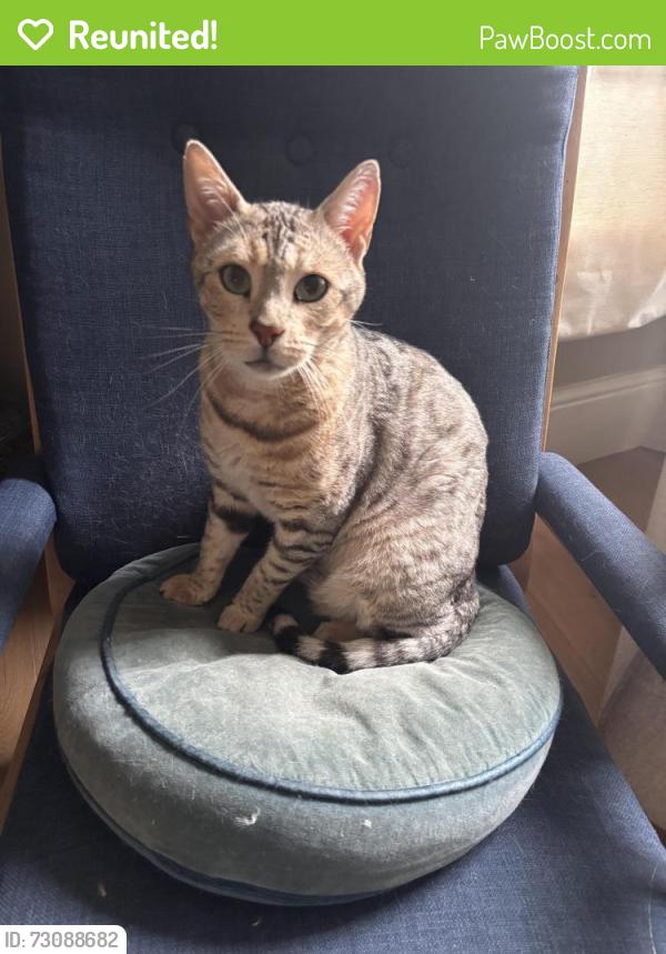 Reunited Male Cat last seen Deerbrook Road , Norwood, England SE24 9BE
