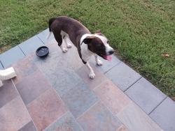 Found/Stray Male Dog last seen Auburn, Rice Streets, West Memphis, AR 72301