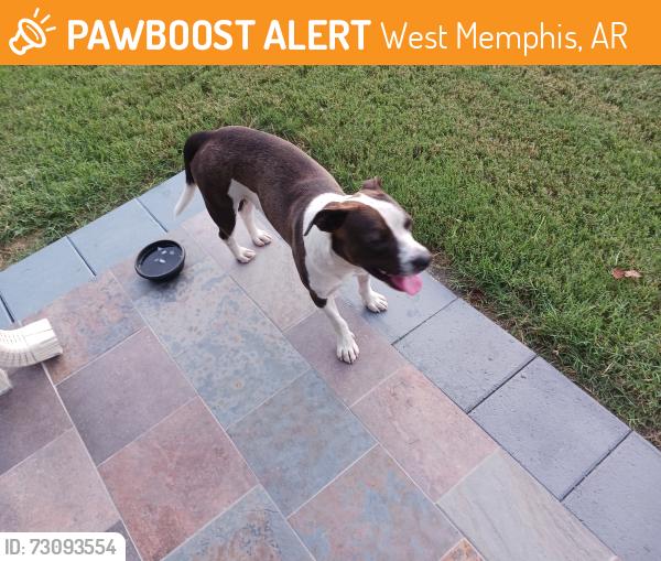 Found/Stray Male Dog last seen Auburn, Rice Streets, West Memphis, AR 72301