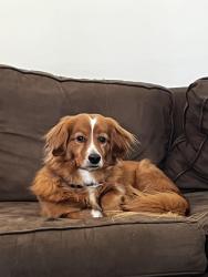 Reunited Male Dog last seen Batesville and Sugar Pike or Lower Birmingham, Milton, GA 30004