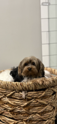 Lost Female Dog last seen Cutter rd, Houston, TX 77070