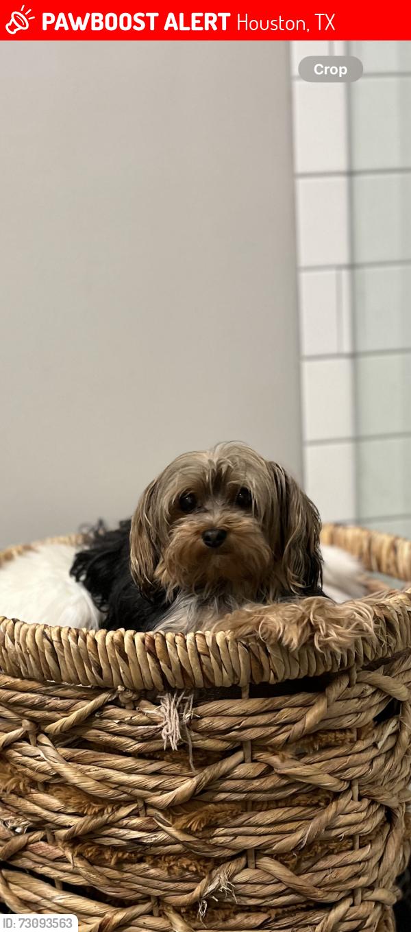 Lost Female Dog last seen Cutter rd, Houston, TX 77070